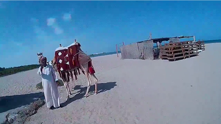верблюд на пляже